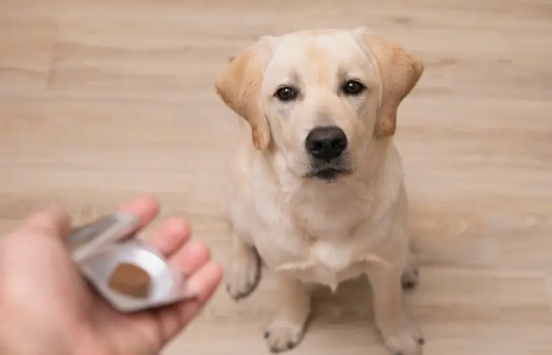 persoon die medicijnen aan een hond geeft