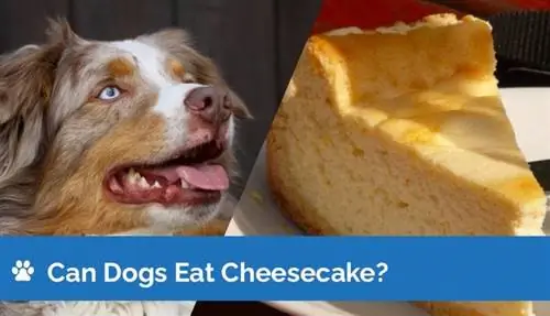 Köpekler Cheesecake Yiyebilir mi? Cheesecake Köpekler İçin Güvenli mi?