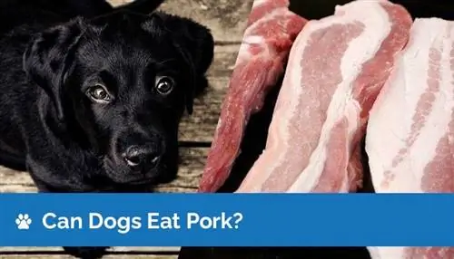 Dürfen Hunde Schweinefleisch essen? Was du wissen musst