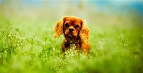 çayır üzerinde köpek yavrusu