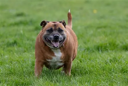 Köpek Obezitesi Neden Tehlikeli? 6 Önemli Neden (Veteriner Cevap)