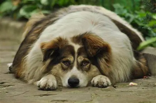 fet hund som ligger på marken