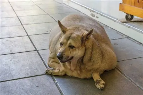 chien obèse allongé sur le carrelage