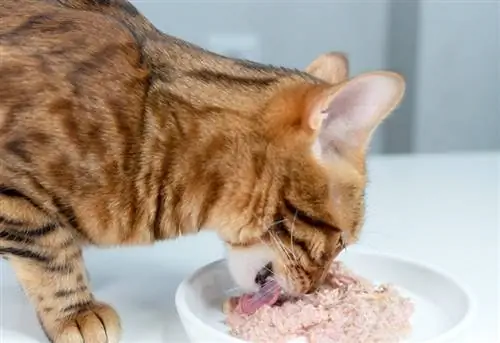 close-up ng isang Bengal na pusa na kumakain ng basang pagkain mula sa isang puting ceramic plate sa sahig