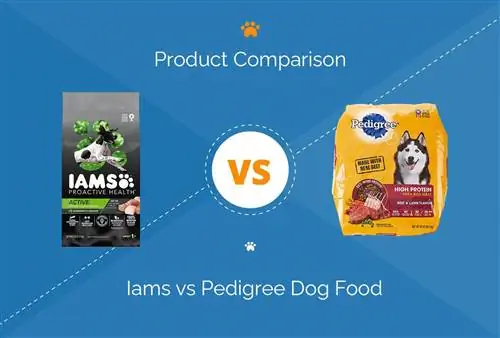 Nourriture pour chiens Iams vs Pedigree : Comparaison 2023