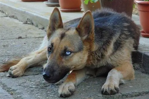 Können Deutsche Schäferhunde blaue Augen haben? Wie selten ist es?