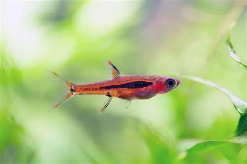 Tšilli Rasbora