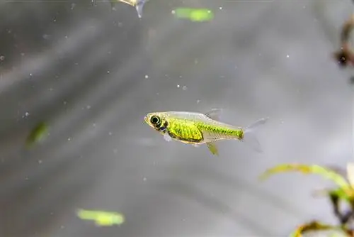 Zaļā neona Rasbora