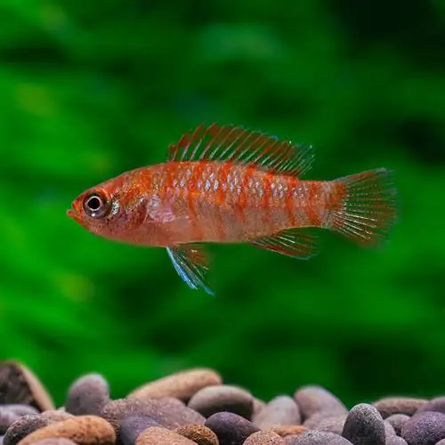 scarlet badis από κοντά