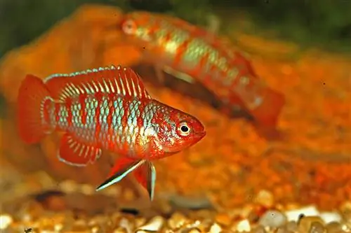 8 skvělých parťáků do tanku pro Scarlet Badis (Průvodce kompatibilitou 2023)