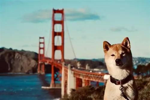 Kutya a Golden Gate Bridge_katrina natori_shutterstock előtt