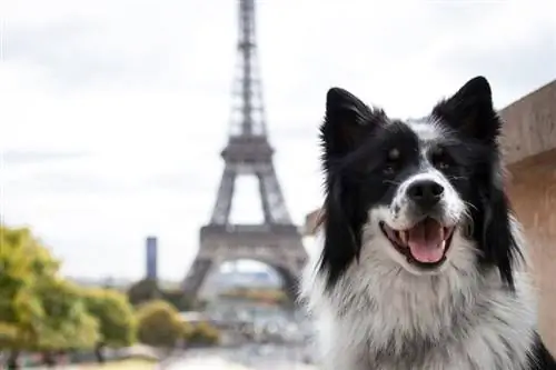 Un gos davant de la Torre Eiffel_mhfotografie_shutterstock