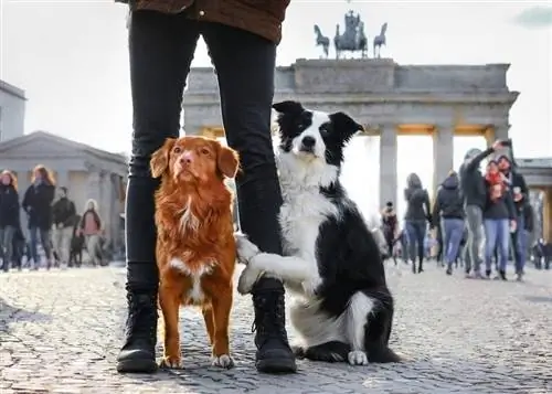 Dos gossos al costat de la Porta de Brandenburg a Berlín_zuzanna paluch_shutterstock