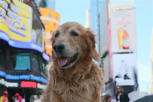 Feliç Golden Retriever a Times Square, Nova York_andrew murphy davis_shutterstock