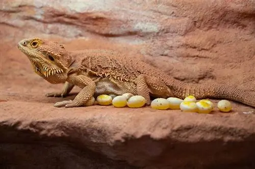 มังกรเคราตัวเมีย (pogona vitticeps) ในสวนขวดกับไข่ที่เพิ่งวาง