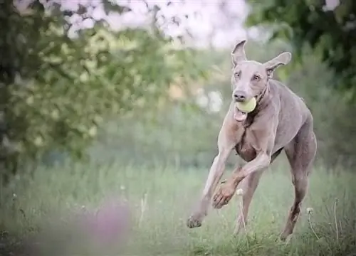 barreja de llebrer doberman