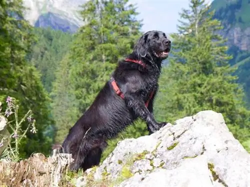 Ponad 100 imion dla psów: pomysły dla energicznych psów & Outdoorsy Dogs