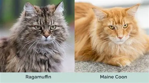 Ragamuffin vs Maine Coon sida vid sida