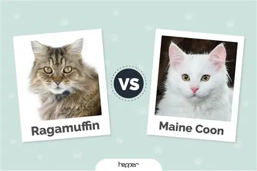 Ragamuffin vs. Maine-Coon-Katzen: Die Unterschiede (mit Bildern)