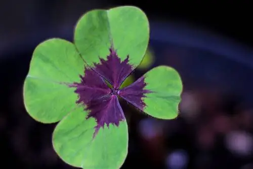 oxalis