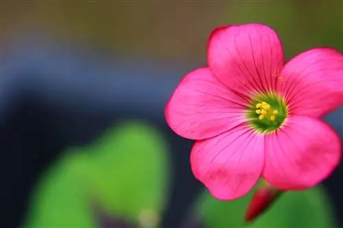 oxalis