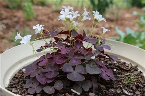 Kas Oxalis (Shamrock Plant) on kassidele mürgine?