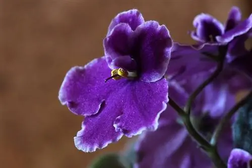 violetas africanas