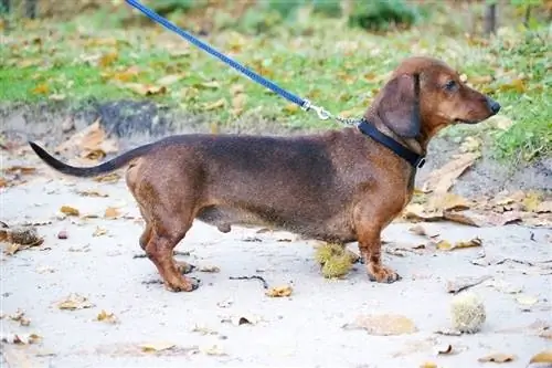 dachshund duke qëndruar në tokë