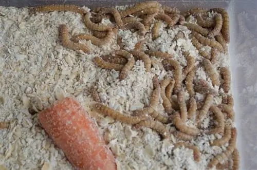 sakahan ng mealworm