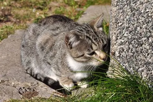 Duvardaki örümceği koklayan gri kedi yavrusu