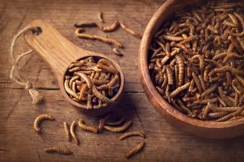 Gatos podem comer larvas de farinha? O que você precisa saber