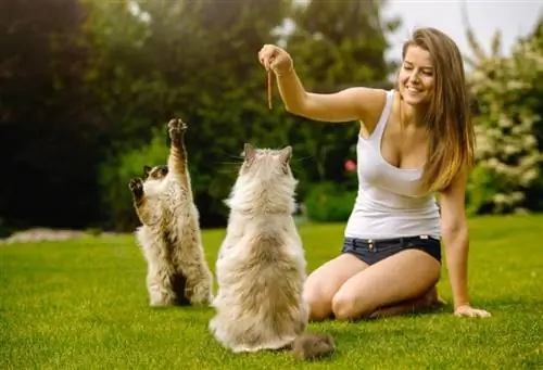 mlada žena koja se igra s dvije ragdoll mačke dok daje poslasticu