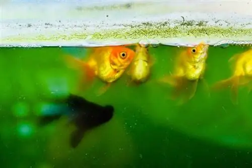 Comment changer l'eau des poissons rouges dans votre aquarium (en 5 étapes)