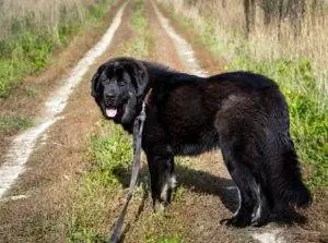 Μόσχα Vodolaz Black Newfoundland σκυλί με λουρί σε εξωτερικούς χώρους_maxim blinkov_shutterstock