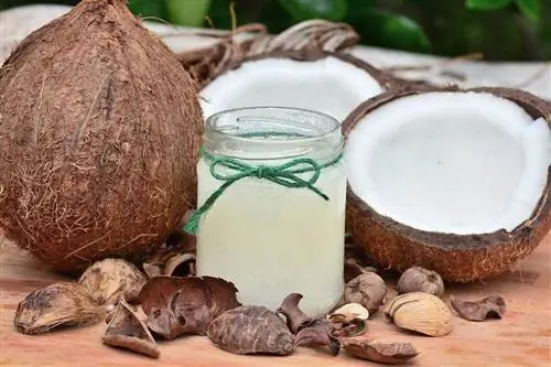 cocco e il suo olio