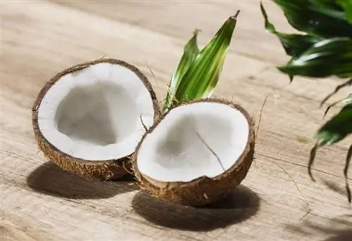 I gatti possono mangiare il cocco? Cosa hai bisogno di sapere