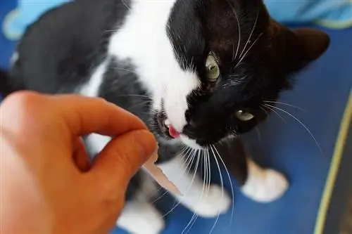 donner une tranche de bacon à un chat