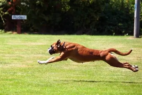 perro boxer corriendo en el campo