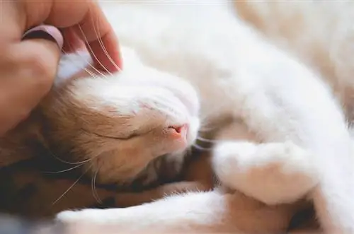 Gatto che dorme con una persona