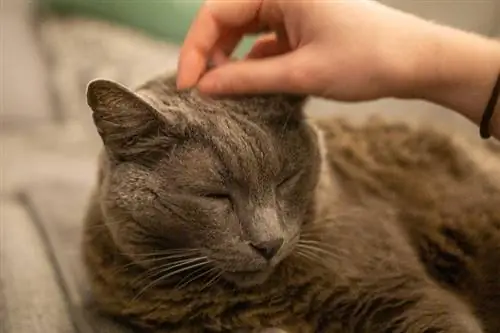 persona che gratta la testa di un gatto anziano