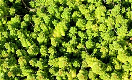 Sedum เป็นพิษต่อแมวหรือไม่? ดูแลแมวของคุณให้ปลอดภัย