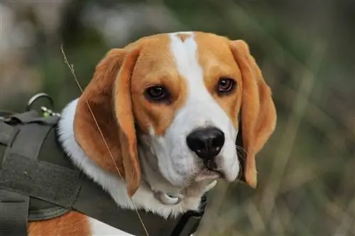 10 parasta Beagles-valjaat vuonna 2023 – Arvostelut & Suosituimmat