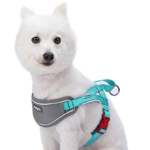 Imbracatura per cani da addestramento imbottita in neoprene morbido per animali domestici mirtillo