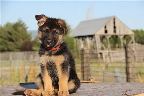 9 Makanan Anjing Terbaik untuk Anak Anjing Gembala Jerman di tahun 2023 – Ulasan & Pilihan Teratas