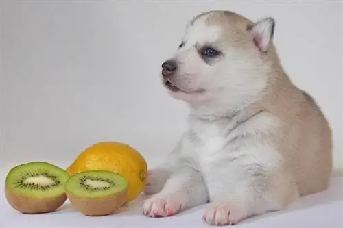 Anjing dan Kiwi_shutterstock_ Olena Polianychko