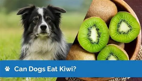 Kan hundar äta kiwi? Är Kiwi bra för hundar?