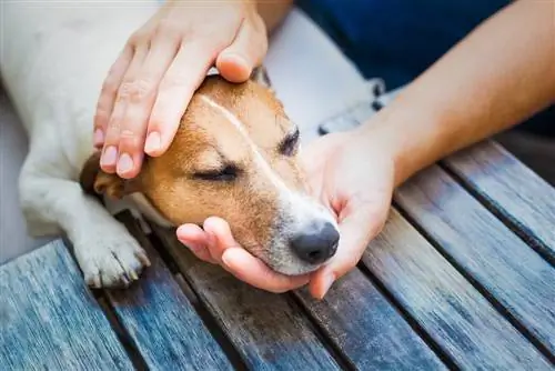 jack russell doente