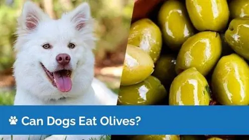 ¿Pueden los perros comer aceitunas? ¿Las aceitunas son seguras para los perros?