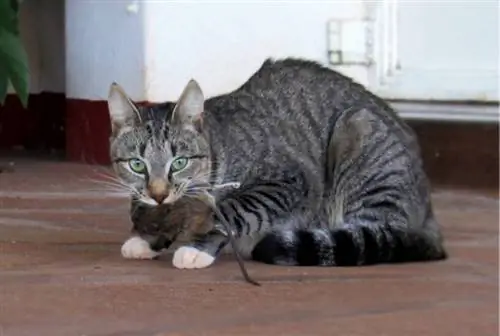 Il mio gatto ha mangiato un topo avvelenato, cosa devo fare? Consiglio approvato dal veterinario