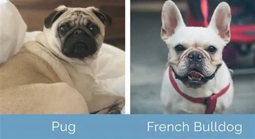 Pug vs Franse Bulldog langs mekaar